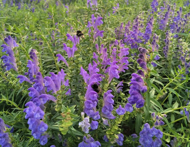 熱河黃芩 