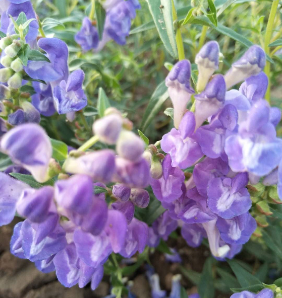 熱河黃芩 